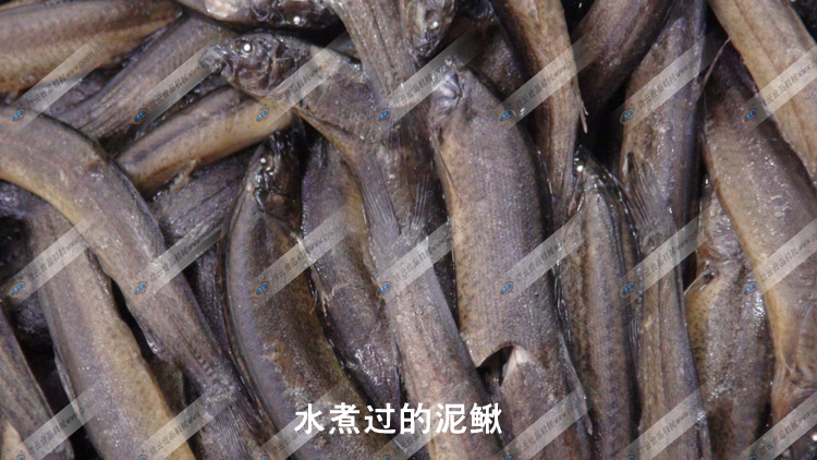 水煮過的泥鰍-去除體表粘液-采泥鰍肉-贛云機(jī)械
