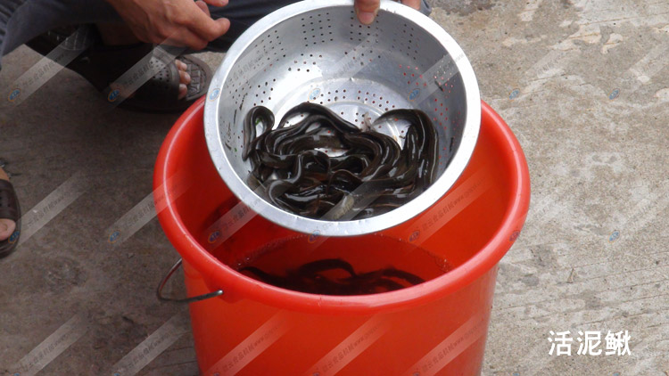 活泥鰍-采泥鰍肉-2斤活泥鰍樣品-贛云機(jī)械