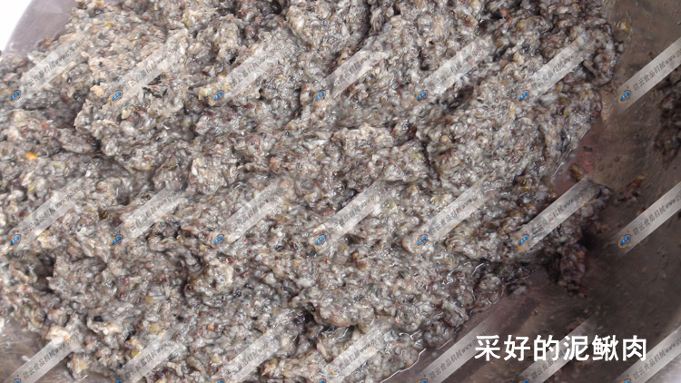 采取的泥鰍肉-魚肉采取機(jī)-贛云機(jī)械