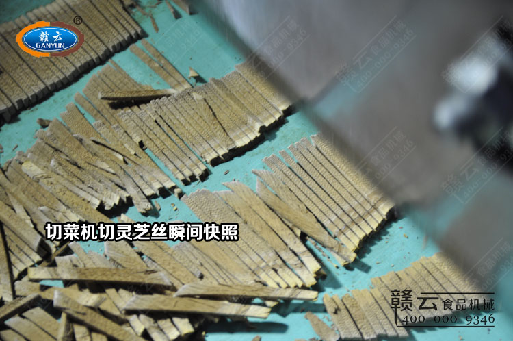 1000型切菜機(jī)切靈芝片瞬間
